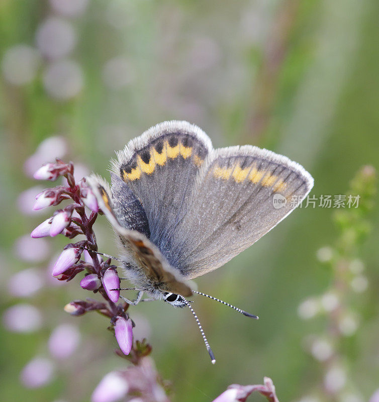 银钉蓝蝴蝶(Plebeius argus)雌性